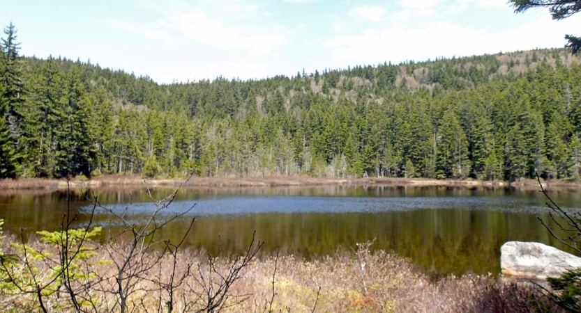 A body of water is framed by evergreen trees